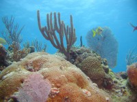 /album/ecosistemas-de-mexico1/goooood-pictures-192-jpg/